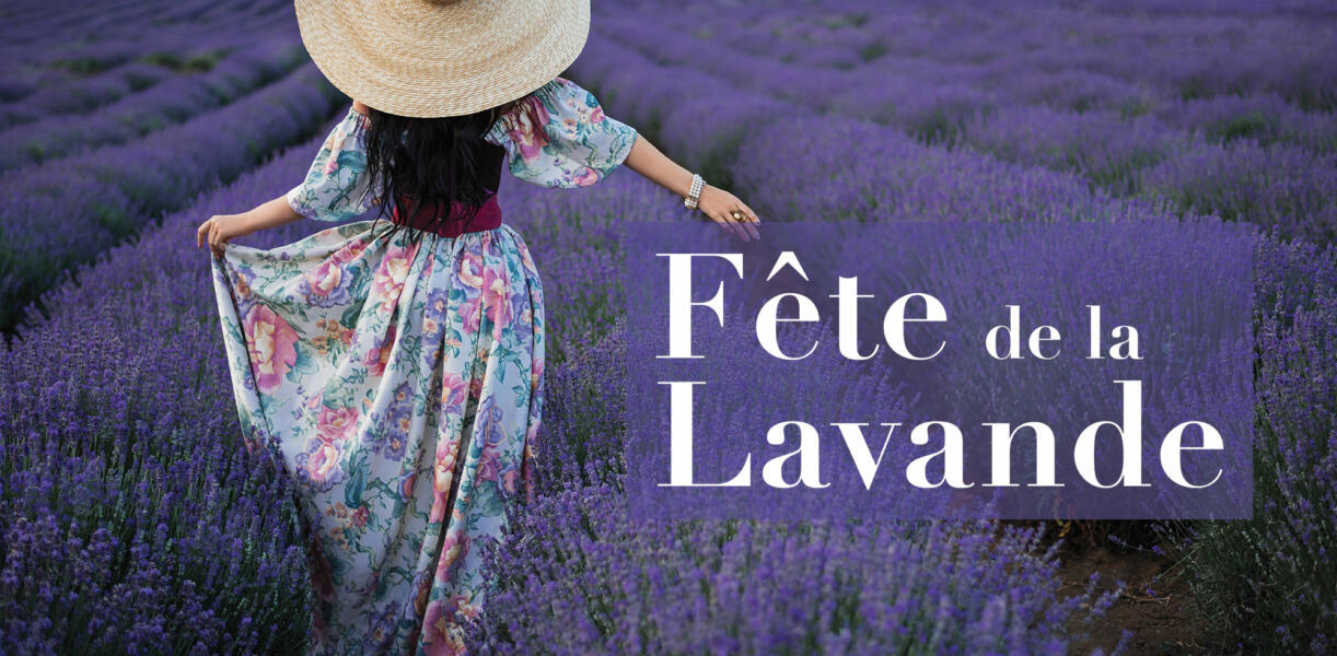 Cueillette de la lavande lors de la fête traditionnelle