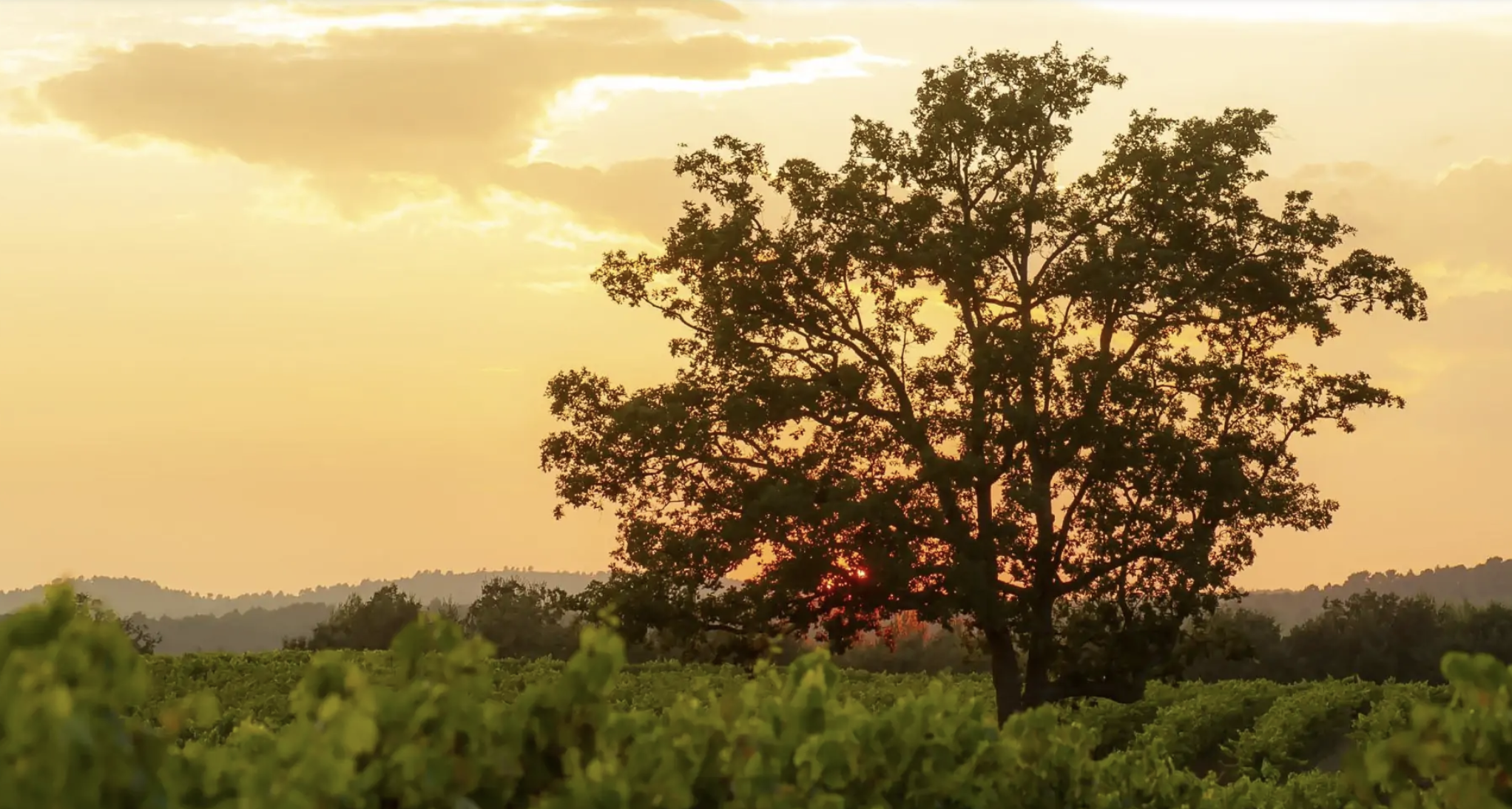 Au cœur des vignobles
